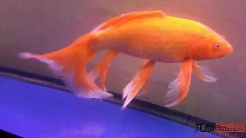 养几条锦鲤最健康又好看的品种,锦鲤龙凤锦鲤哪个好养
