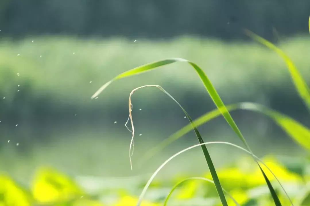 唯美淡雅诗词分享,最美暖心的诗词