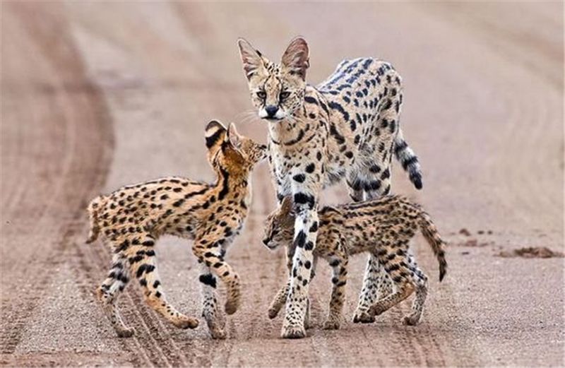 美丽是种错误，优雅是原罪，这句话在这种大猫身上印证