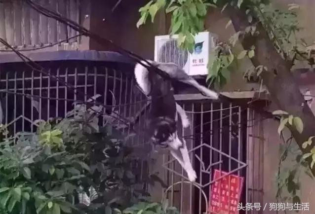 哈士奇西伯利亚俄罗斯,哈士奇西伯利亚雪橇犬