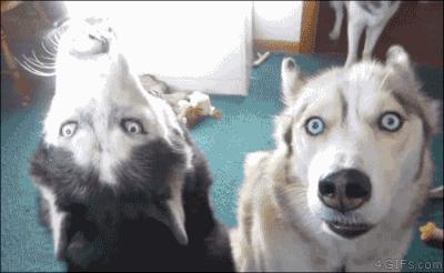 颠覆你常识的英语冷知识,三分钟教你一个冷知识英语