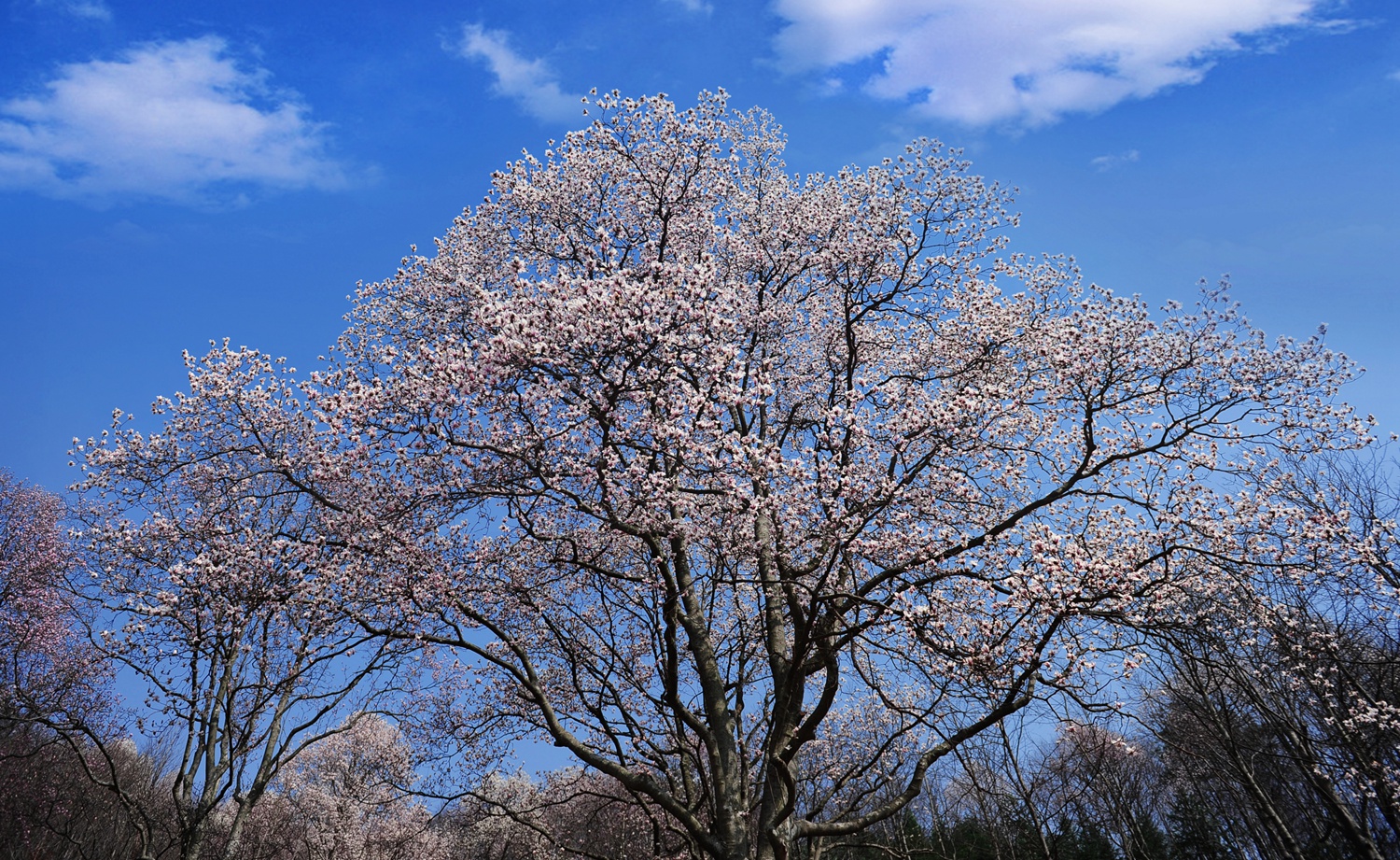 春花烂漫美景开怀,春花烂漫惹人醉满城尽带百花香