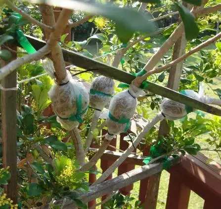 米兰花养殖方法米兰夏天能暴晒吗,米兰花怎样养又粗又壮