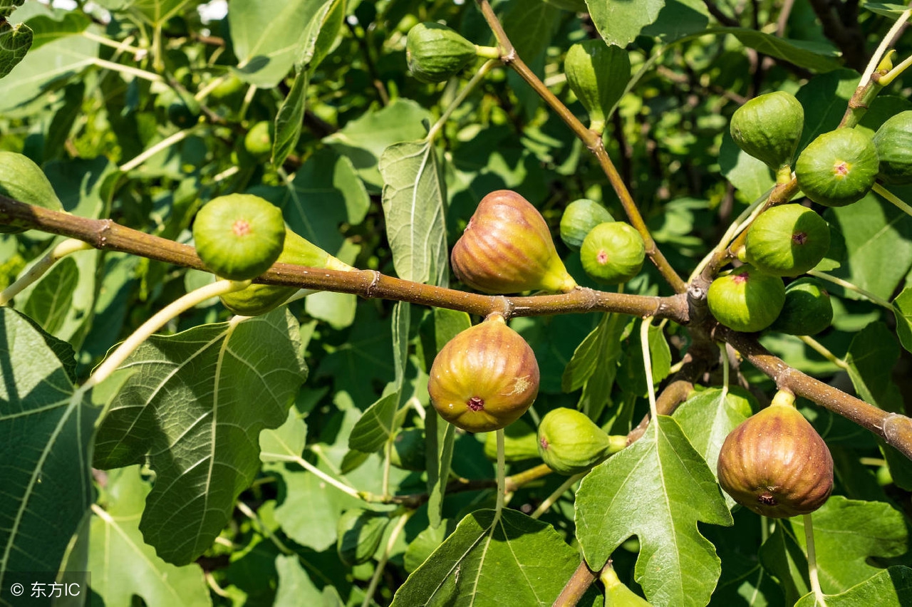 无花果一亩地一年能赚多少钱,无花果能大量种植吗