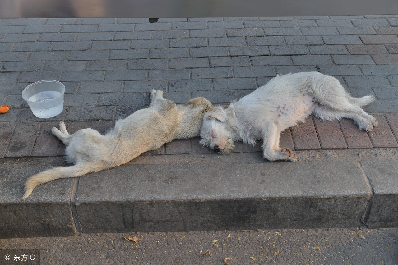 狗狗食物中毒怎么解毒,狗狗庆大霉素中毒怎样解毒