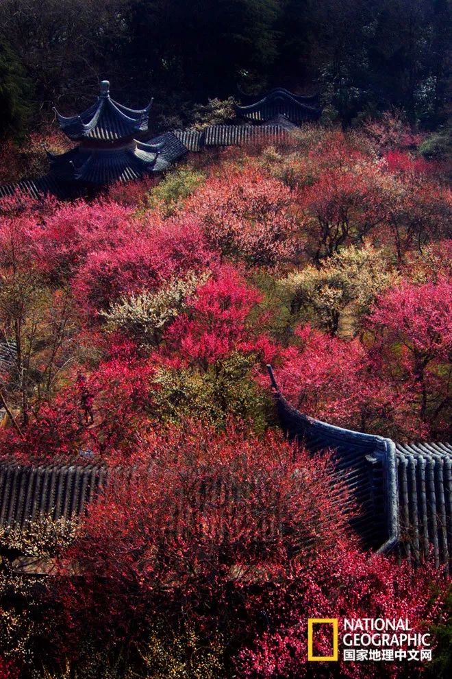 错过需再等一年！来南京看万株梅花海“淡粉宫妆”！