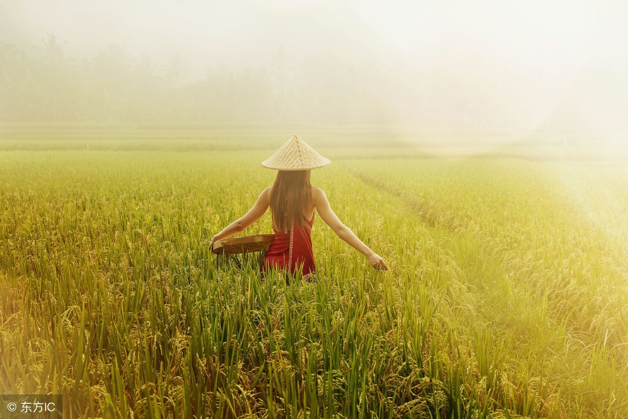 稻田养黄鳝一亩田要多少苗,稻田养殖黄鳝怎么收稻