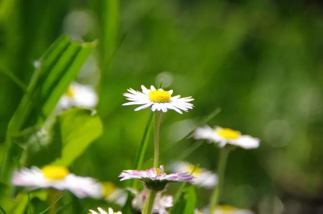 唯美淡雅诗词分享,最美暖心的诗词