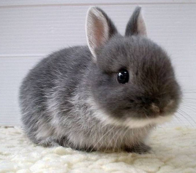 十二星座长大后最适合养什么宠物,星座百科十二星座最适合养的宠物