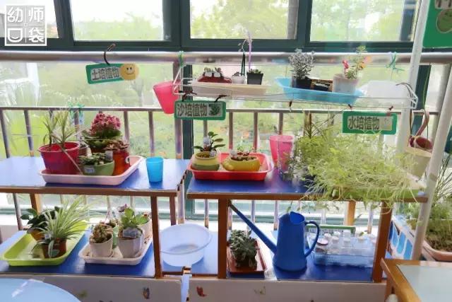 幼儿园春天植物角摆台,幼儿园植物角创意布置图片大全集