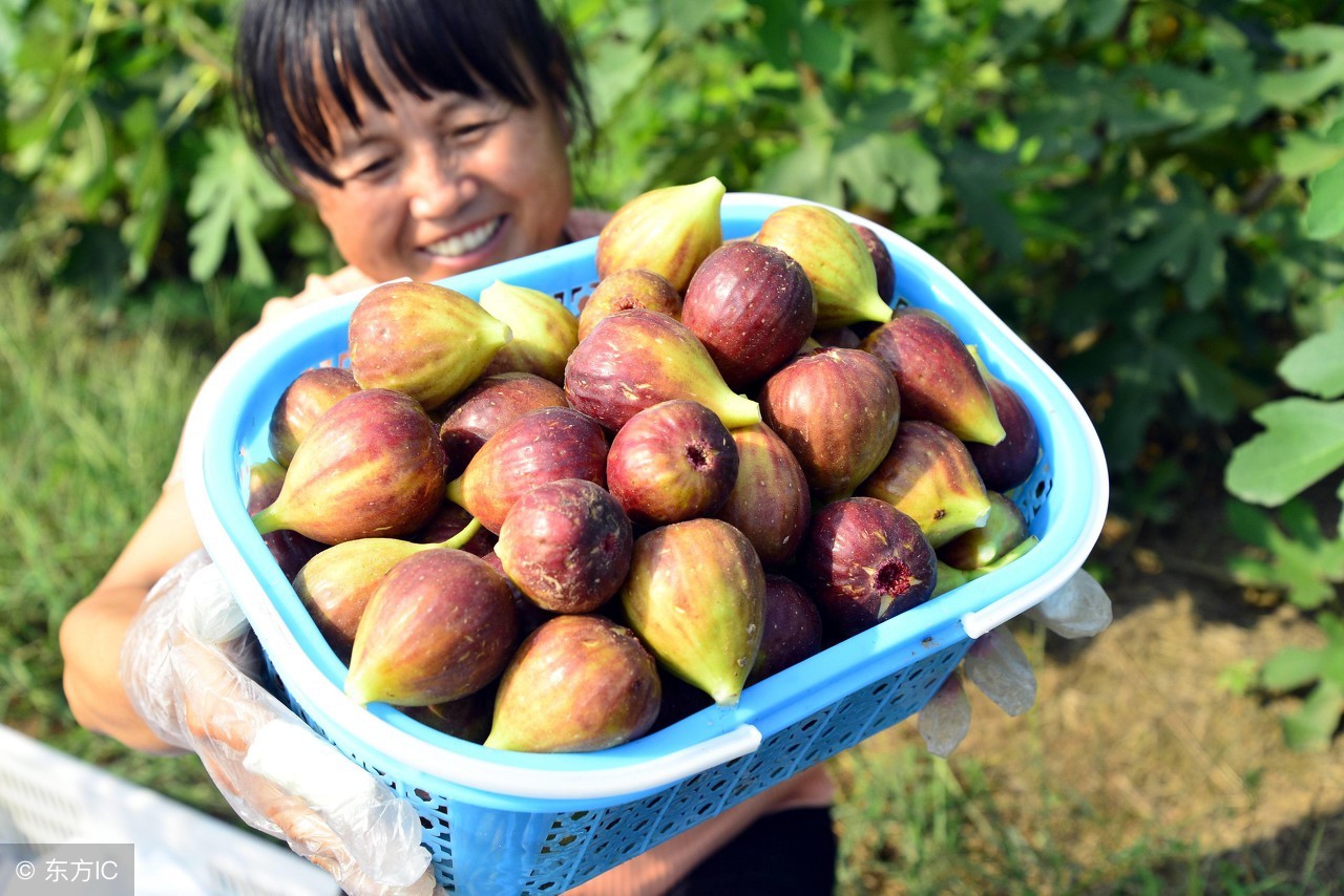 无花果一亩地一年能赚多少钱,无花果能大量种植吗