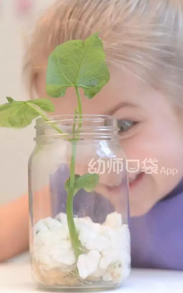 幼儿园春天植物角摆台,幼儿园植物角创意布置图片大全集