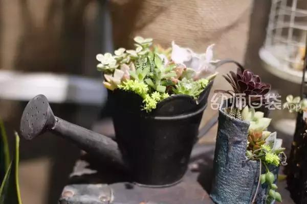 幼儿园春天植物角摆台,幼儿园植物角创意布置图片大全集