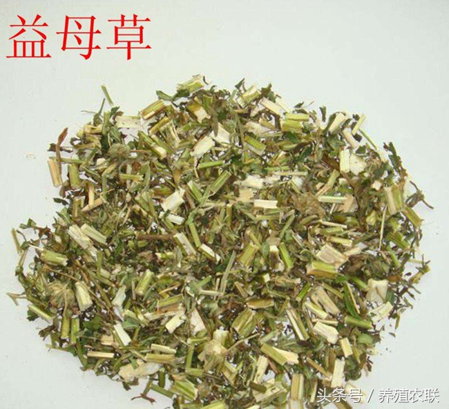 益母草治疗什么病的效果最快,益母草治疗瘀血体质