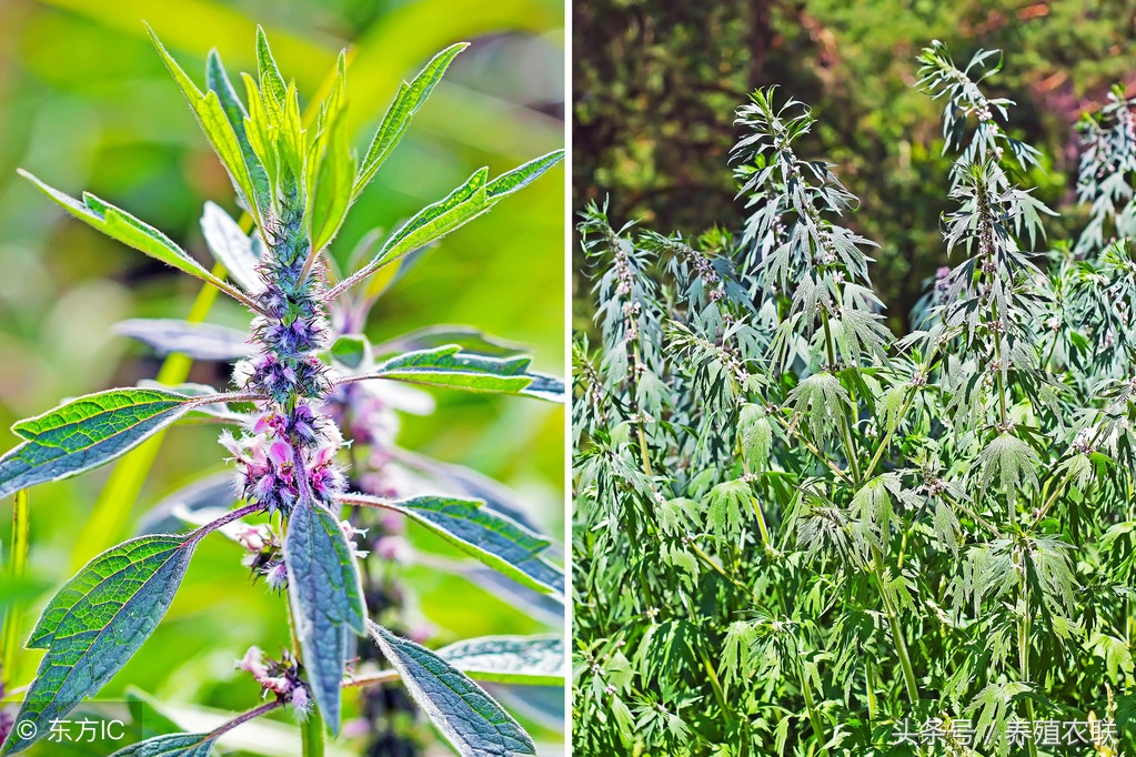 益母草治疗什么病的效果最快,益母草治疗瘀血体质