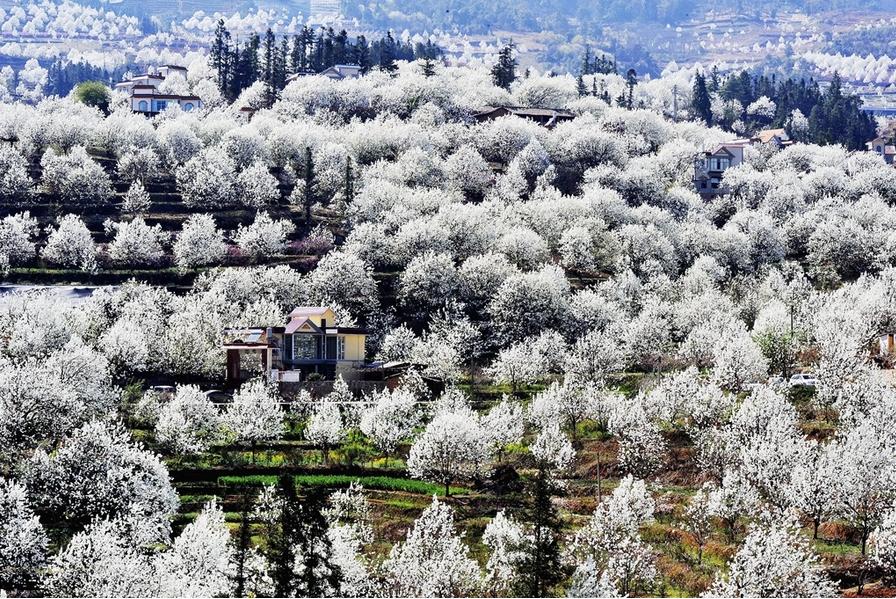 春花烂漫美景开怀,春花烂漫惹人醉满城尽带百花香