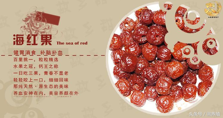 2108年农民创业致富项目推荐-海红果种植，是科学，不是*局骗**