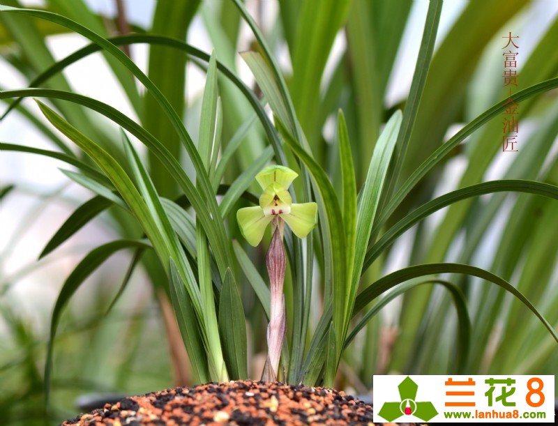 兰花什么品种叶片好看,从叶型上如何鉴别兰花品种