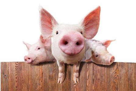 猪得了口蹄疫最快治疗方法是什么,猪得了口蹄疫病怎么治疗