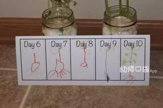 幼儿园春天植物角摆台,幼儿园植物角创意布置图片大全集