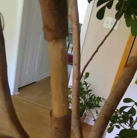 米兰花养殖方法米兰夏天能暴晒吗,米兰花怎样养又粗又壮