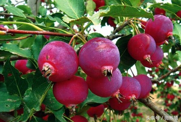 2108年农民创业致富项目推荐-海红果种植，是科学，不是*局骗**