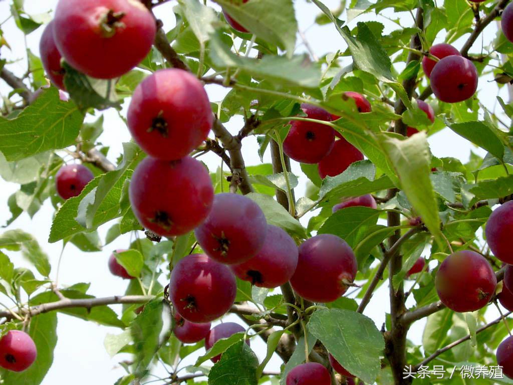 2108年农民创业致富项目推荐-海红果种植，是科学，不是*局骗**