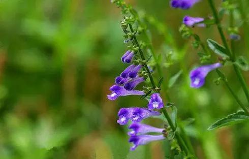 目前种植什么中药材比较适合,4月份种植的中药材