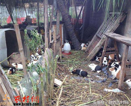 适合农村创业的门路,农村年轻人适合做什么创业