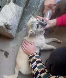 狗狗食物中毒怎么解毒,狗狗庆大霉素中毒怎样解毒