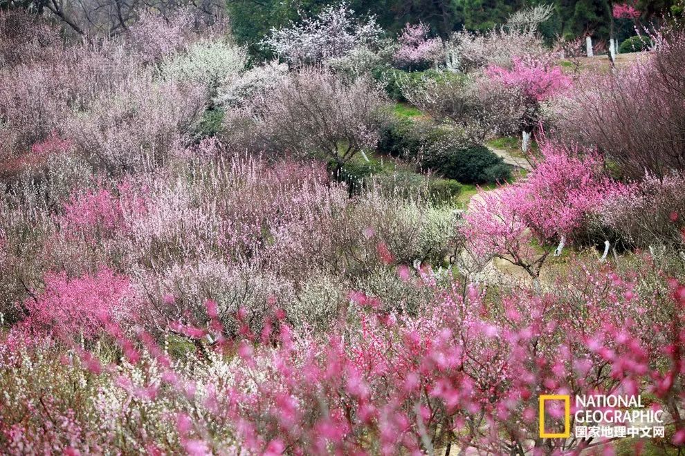 错过需再等一年！来南京看万株梅花海“淡粉宫妆”！