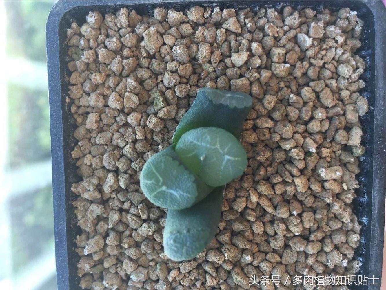 多肉十二卷组培教学,多肉组培十二卷值得买吗