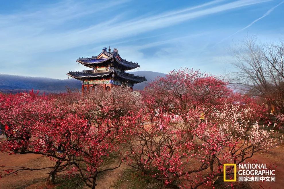 错过需再等一年！来南京看万株梅花海“淡粉宫妆”！