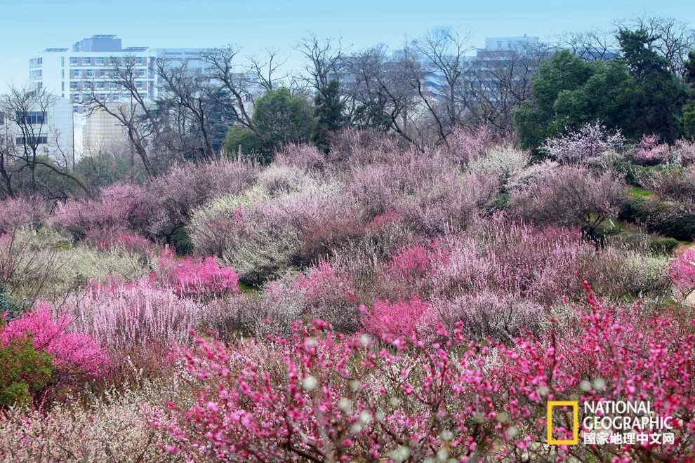 错过需再等一年！来南京看万株梅花海“淡粉宫妆”！