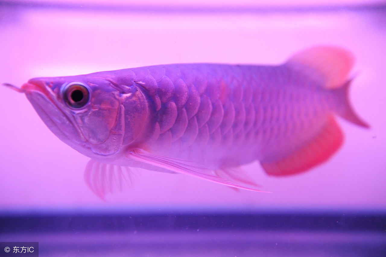 1.2米鱼缸水总是混,鱼缸水突然变浑怎么回事