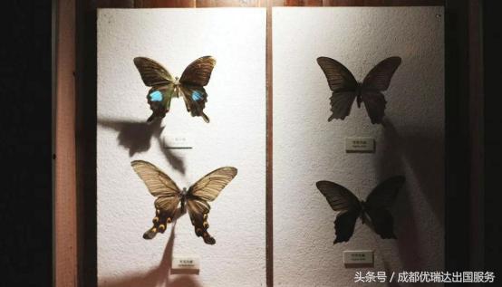 美国海关入境禁带物品,美国海关禁止入境物品