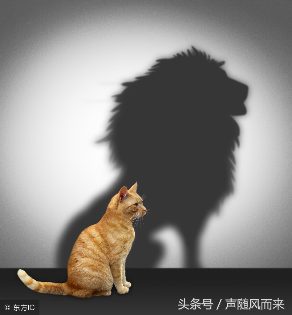 1959年12月出生的属猪人晚年运势,属猪人生于几月不好