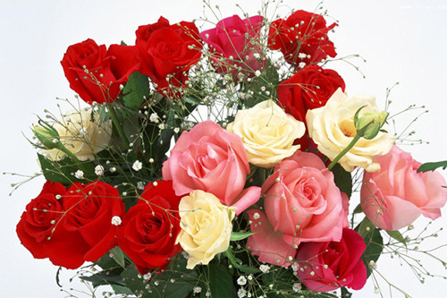 重庆南岸区开花店可以在哪里进货,优质鲜花批发需要多少钱