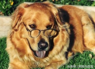 绝育对猫咪好处多还是坏处多,给狗做绝育有什么好处和坏处