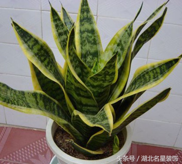 房子装修完用什么绿植除甲醛最好,新房子装修好买什么绿植除甲醛