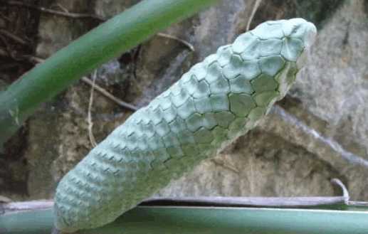 见到这样的食物一定要确保果实熟了才能吃