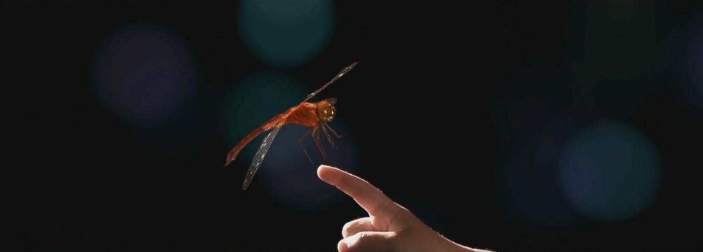 香港红蜻蜓集团有限公司,红蜻蜓集团团队