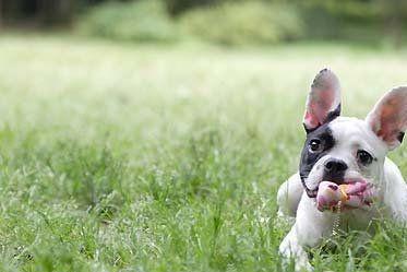 狗狗玩具推荐怎么选择,狗狗的玩具最适合哪一种