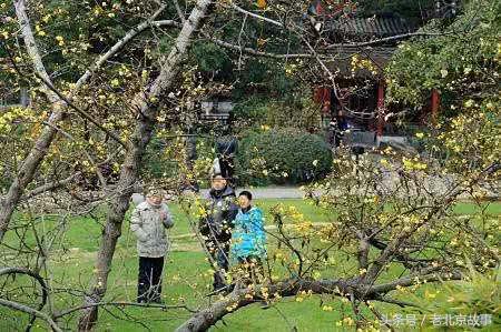 还嫌天气冷？北京这几个地方都已经开花了！最近的就在城中心！