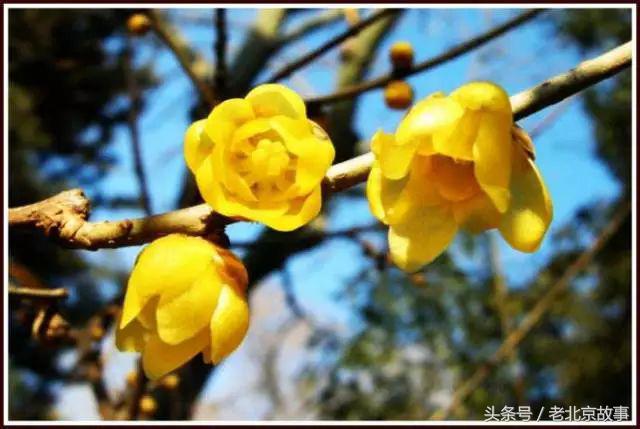 还嫌天气冷？北京这几个地方都已经开花了！最近的就在城中心！