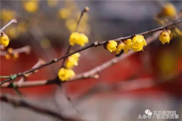 还嫌天气冷？北京这几个地方都已经开花了！最近的就在城中心！