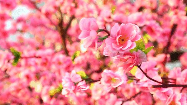 还嫌天气冷？北京这几个地方都已经开花了！最近的就在城中心！