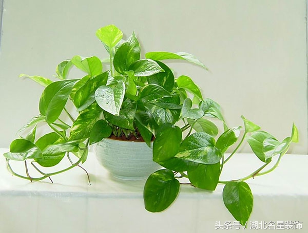 房子装修完用什么绿植除甲醛最好,新房子装修好买什么绿植除甲醛