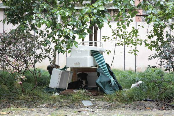 上海警方虐狗通告,上海警察击毙流浪狗