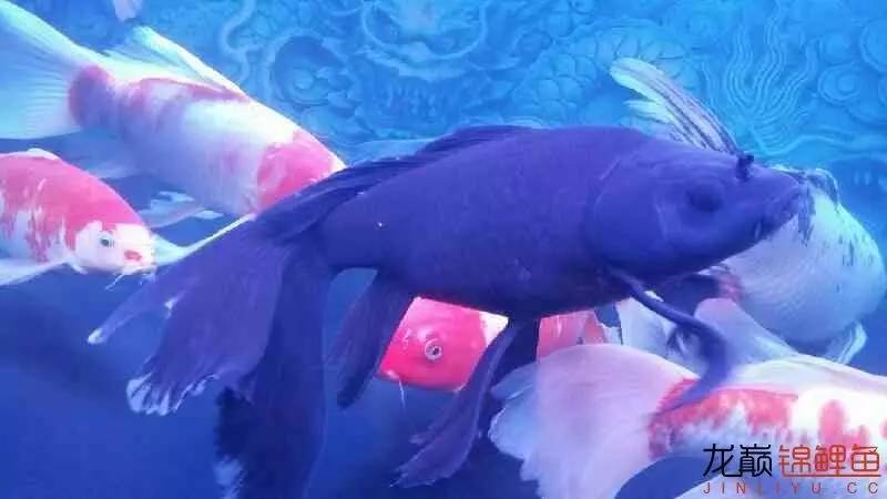 养几条锦鲤最健康又好看的品种,锦鲤龙凤锦鲤哪个好养